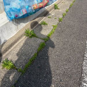 LINE_ALBUM_20260414 インフィニティ子安町　巡回清掃_260501_1