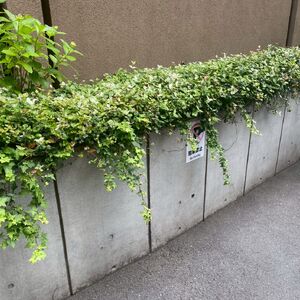 LINE_ALBUM_2026.05.26フラリッシュ大山_260528_1